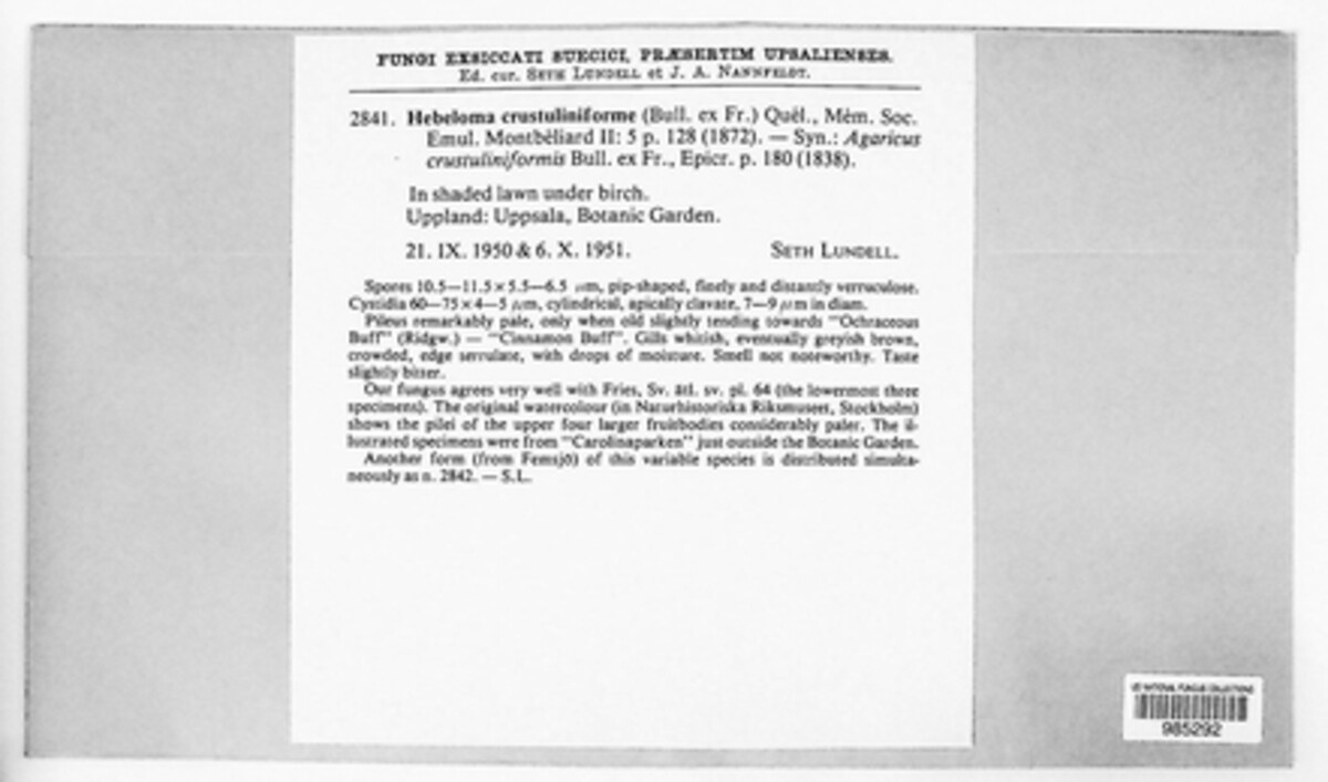 Hebeloma crustuliniforme image